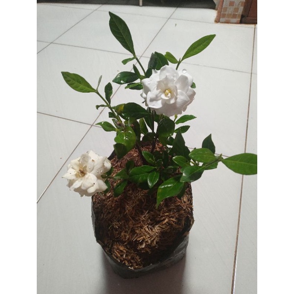 TANAMAN MELATI TUSCANY/MELATI TELUR/MELATI BUNGA TUMPUK