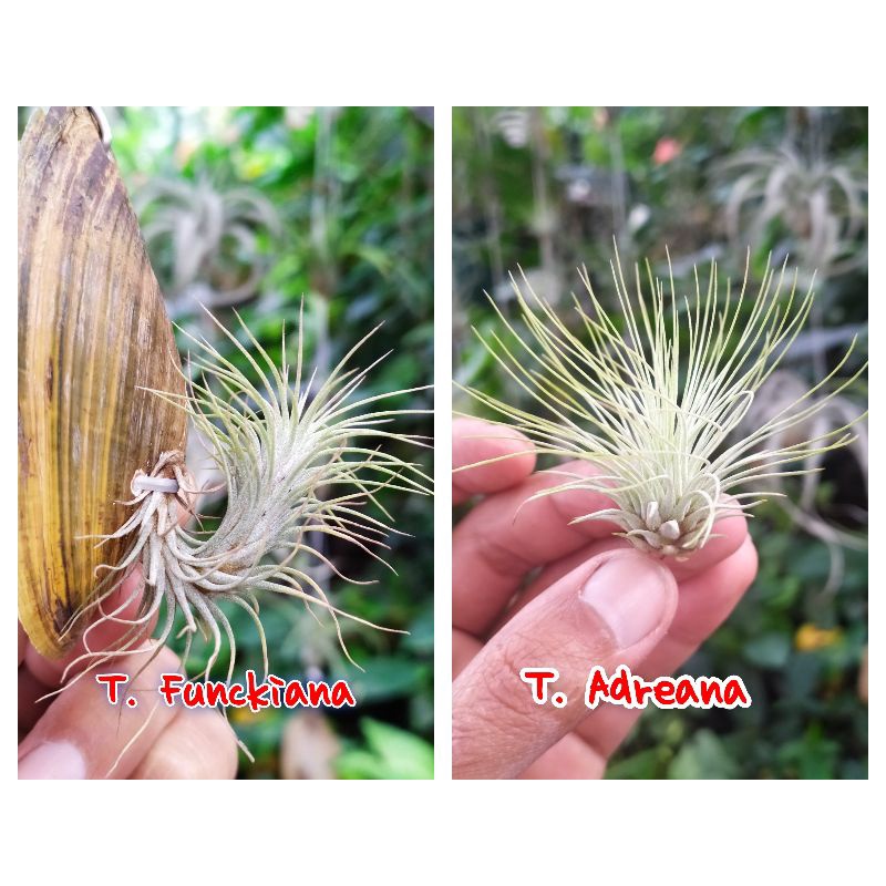 Tillandsia 2 plant ( tillandsia Funckiana dan tillandsia adreana )