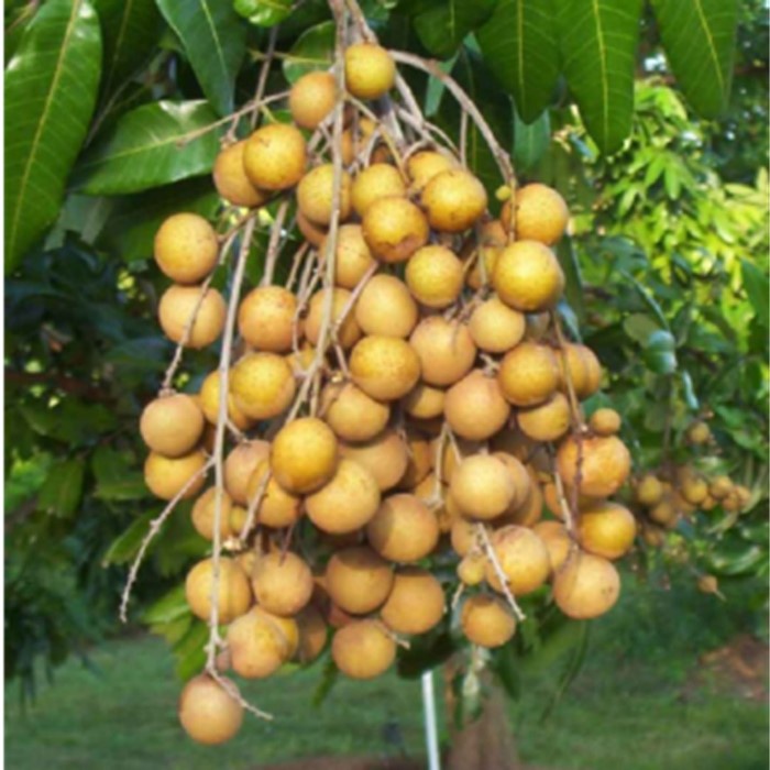 Bibit Tanaman Buah KELENGKENG PUANGRAY Premium