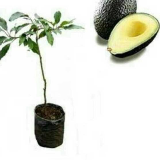 VLF Bibit alpukat lam hass atau alpukat hass bibit unggul «