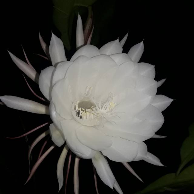 ahlunduwirachmayanti