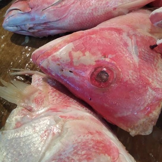 

kepala ikan kakap lamuru pasar online makassar