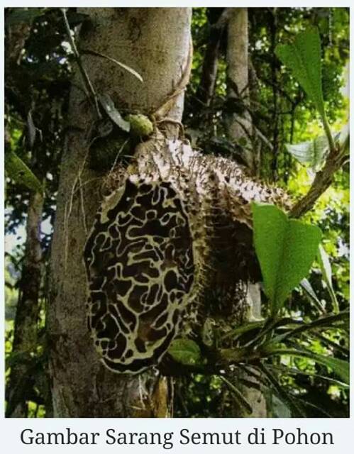 Sarang Semut Papua Shopee Indonesia