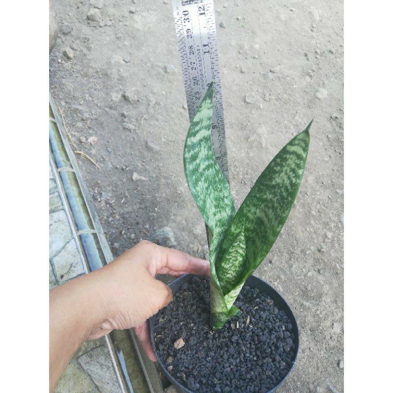 Jual Tanaman Hias Sansevieria Lidah Mertua Sp Trifasciata Hijau Sansevieria Lidah Mertua