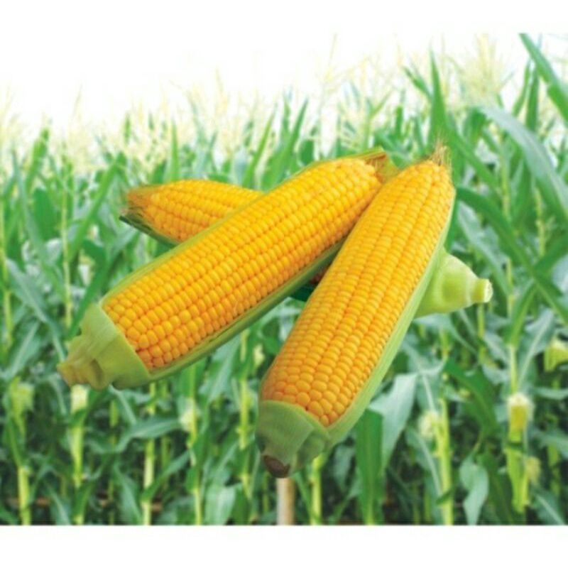 TERMURAH 1KG Biji Benih Bibit Jagung Manis Madu - Jagung Manis Super Unggulan