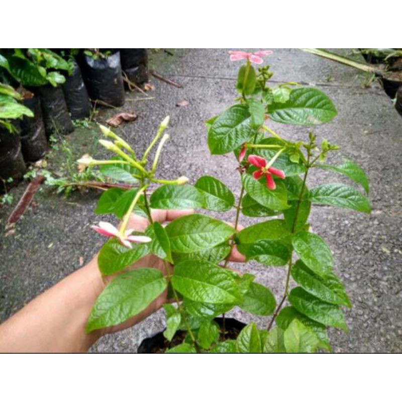 Tanaman bunga melati belanda - Melati belanda - Tanaman bunga