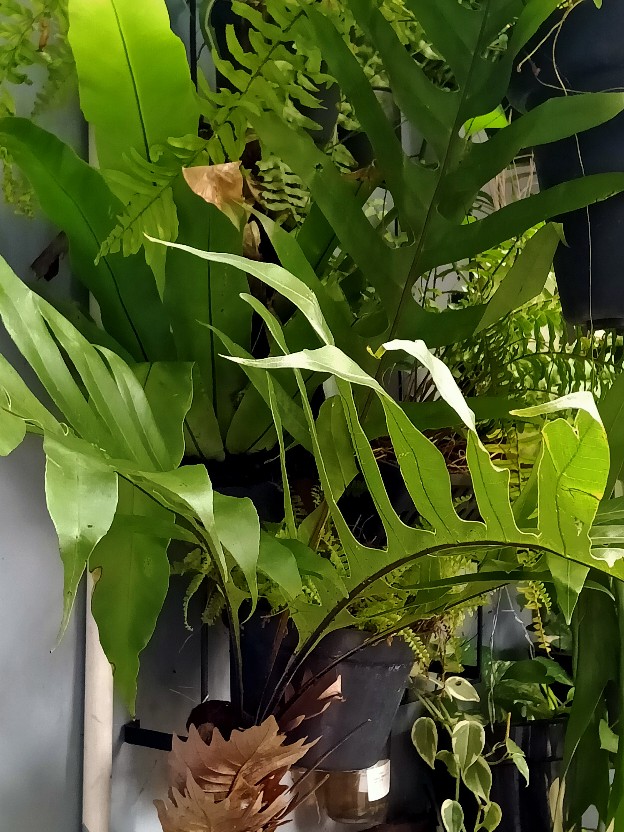 Drynaria Quercifolia