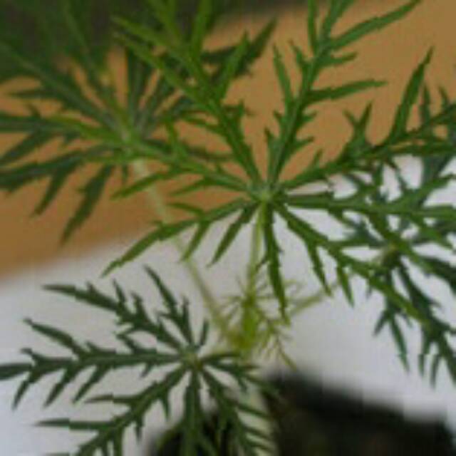 Tanaman Jarak Tintir ( Yodium )