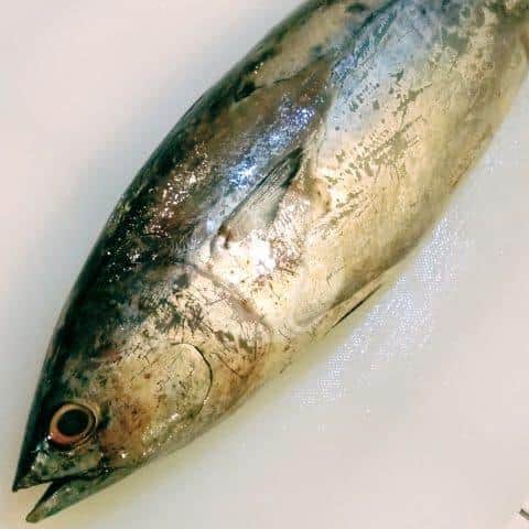 

Ikan Tongkol Basah 1 kg
