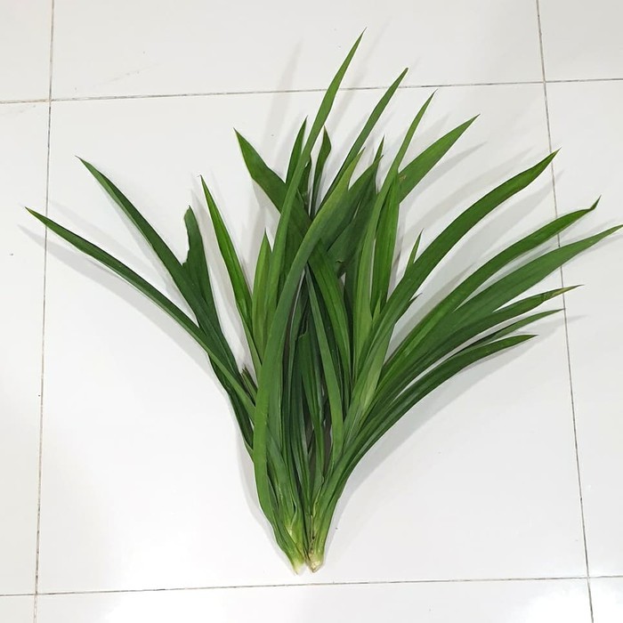 

Daun Pandan Wangi