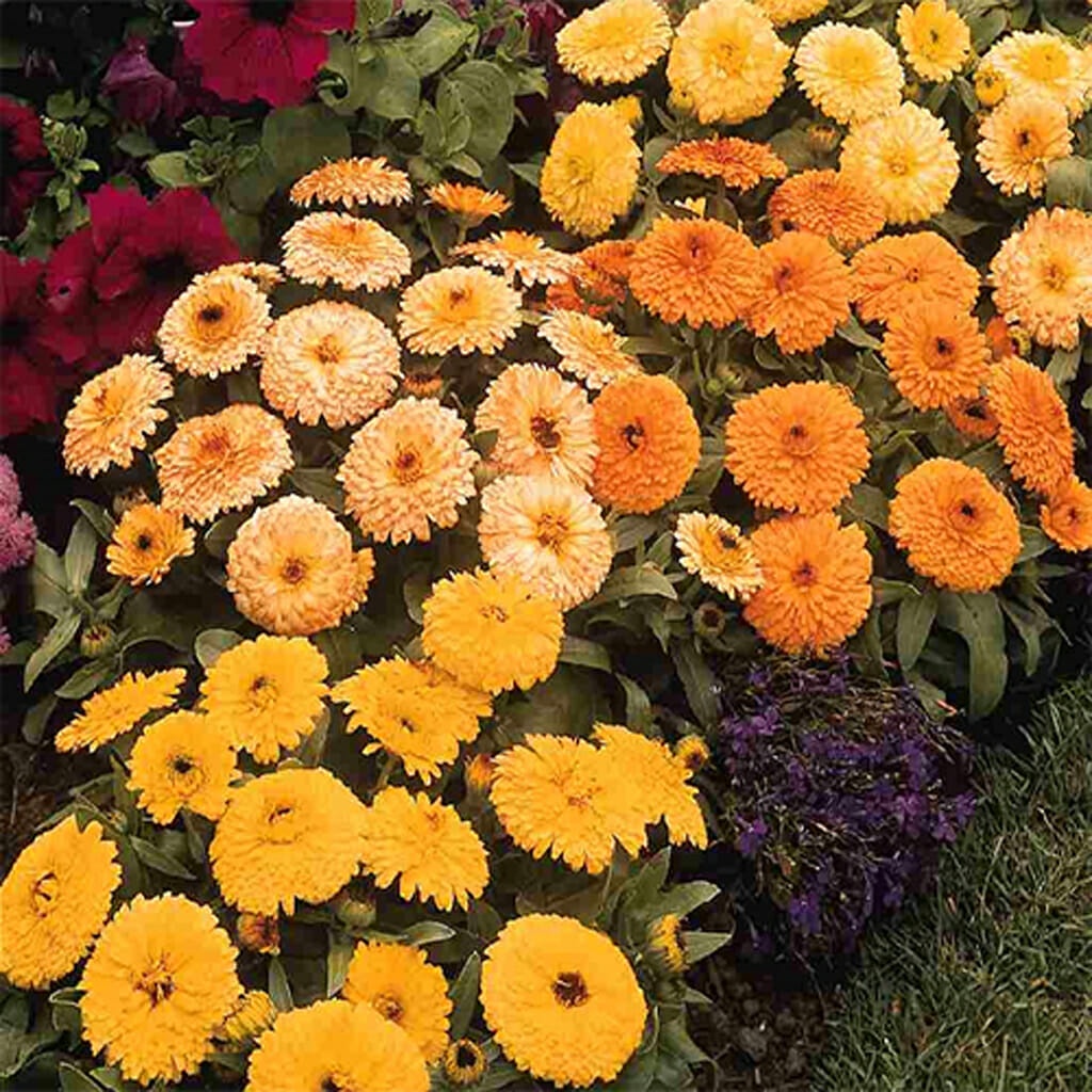 Benih Bibit Biji - Bunga Calendula Fiesta Gitana Mix Flower Seeds - IMPORT