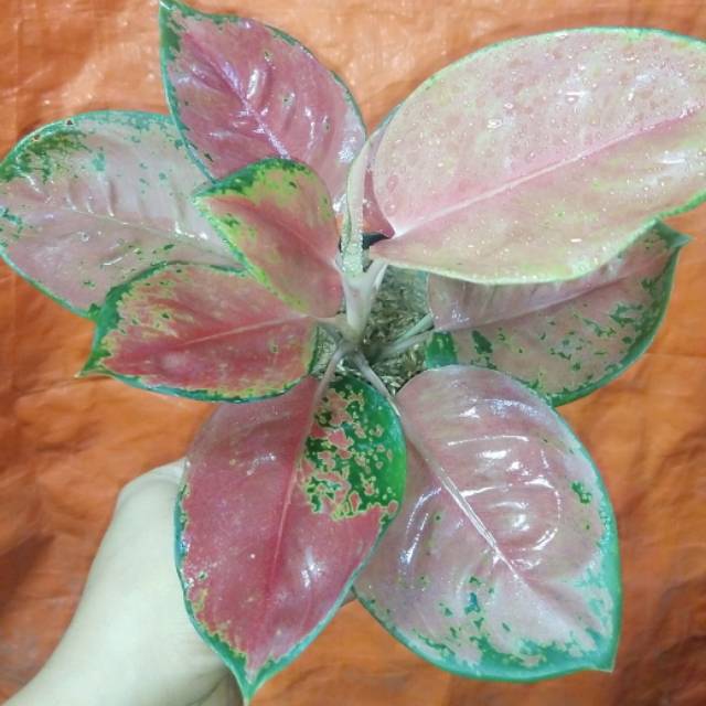Aglaonema Kochin Brownies