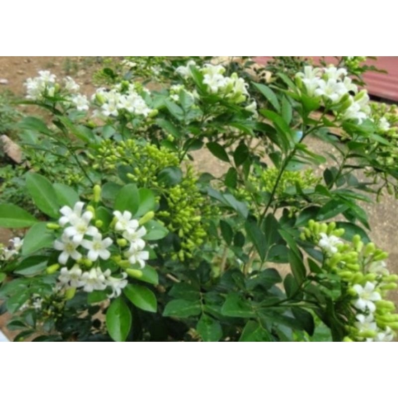 TANAMAN KEMUNING DAUN BESAR