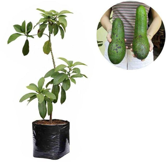Bibit Alpukat Aligator