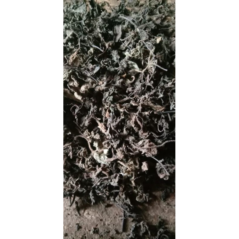 

daun janggelan kering asli dari pegunungan pacitan