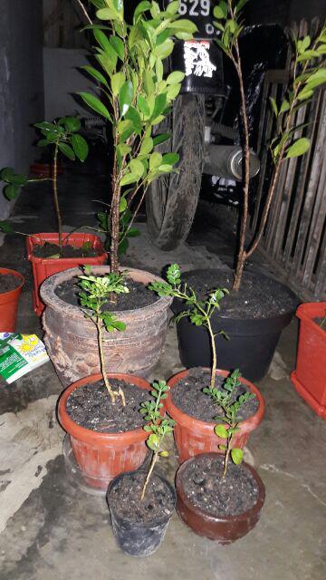 Bibit Beringin Kimeng Bahan Bonsai