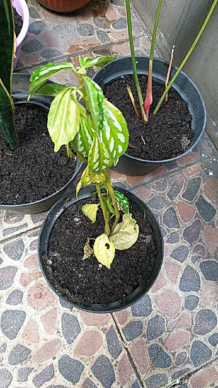 Tanaman Hias Pilea Mutiara - Piela Cardierei