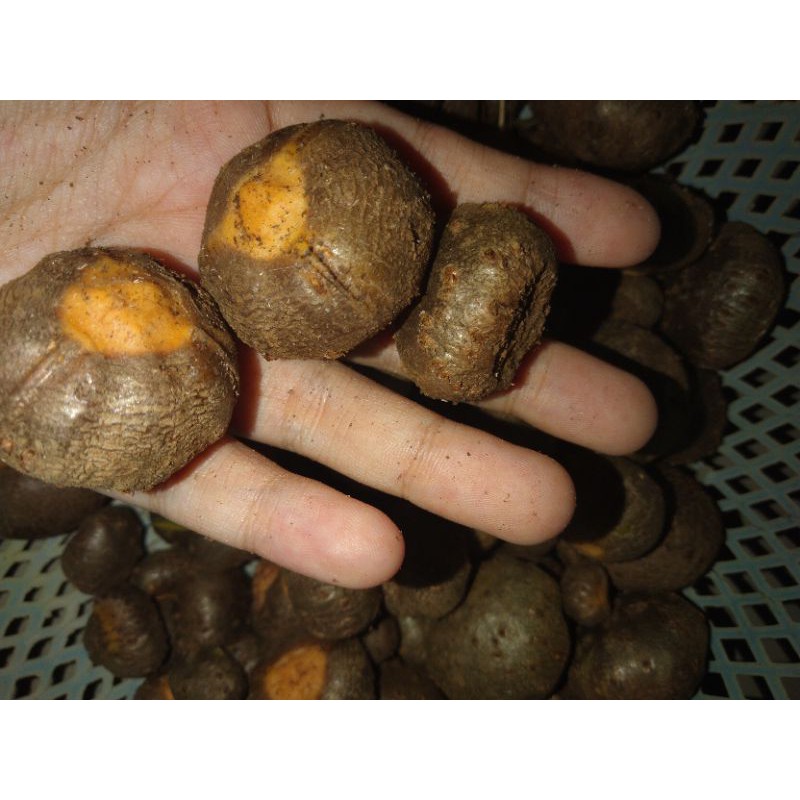 buah Porang (katak) berkualitas per 1 kg