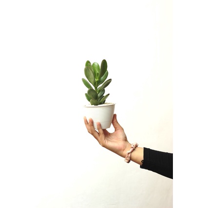 Jade plant/Tanaman Giok