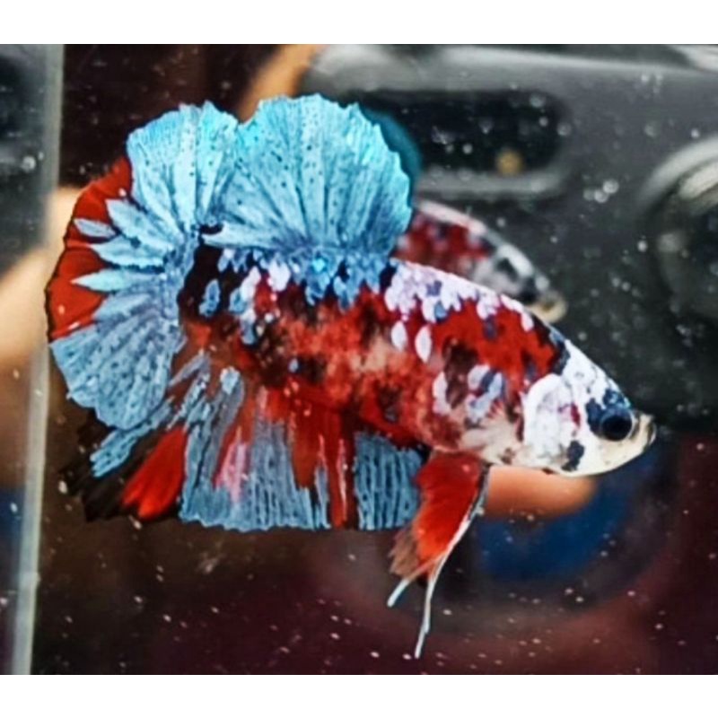 red koi galaxy ful blok size M cowok (PROMO)