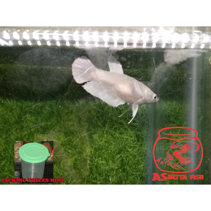 Betta Splendens - Cupang Hias Plakat Female Dumbo Ear White