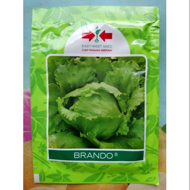 Benih Biji Selada Hijau BRANDO 15gr