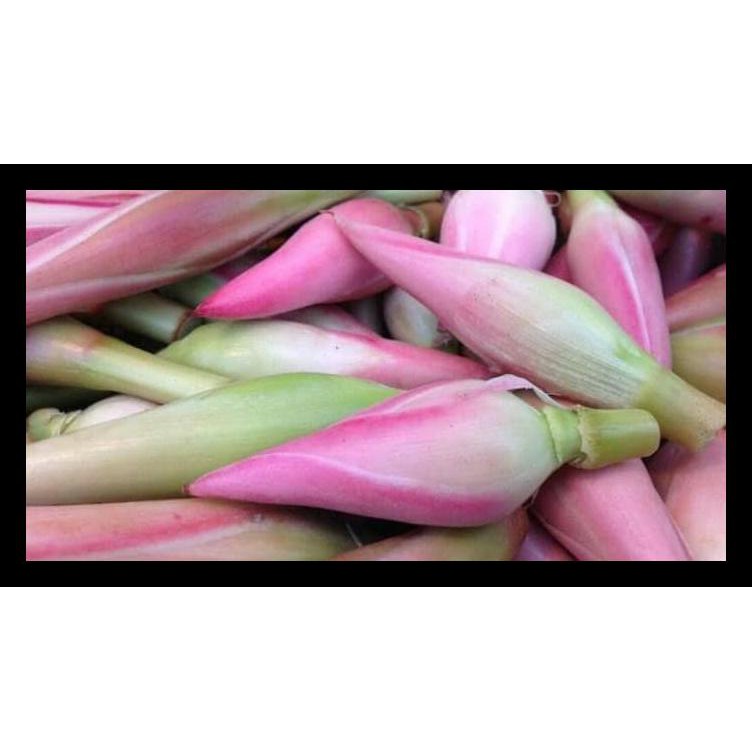 

Kecombrang / Kincung 500 gram BERGARANSI