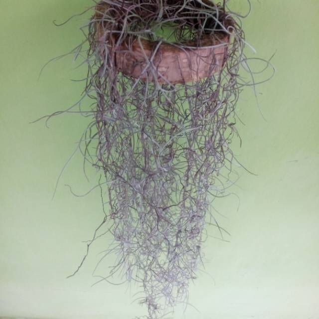 Tanaman jenggot musa/jenggot nabi