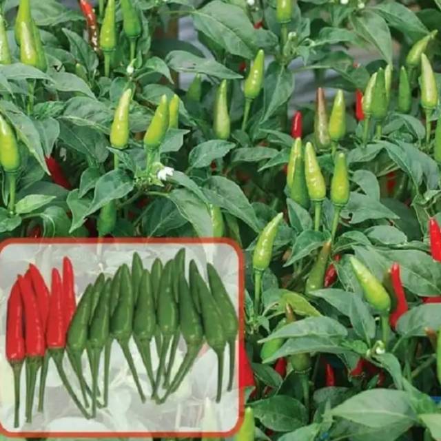 Benih CabeRawit Hijau cabe Unggul 50 biji