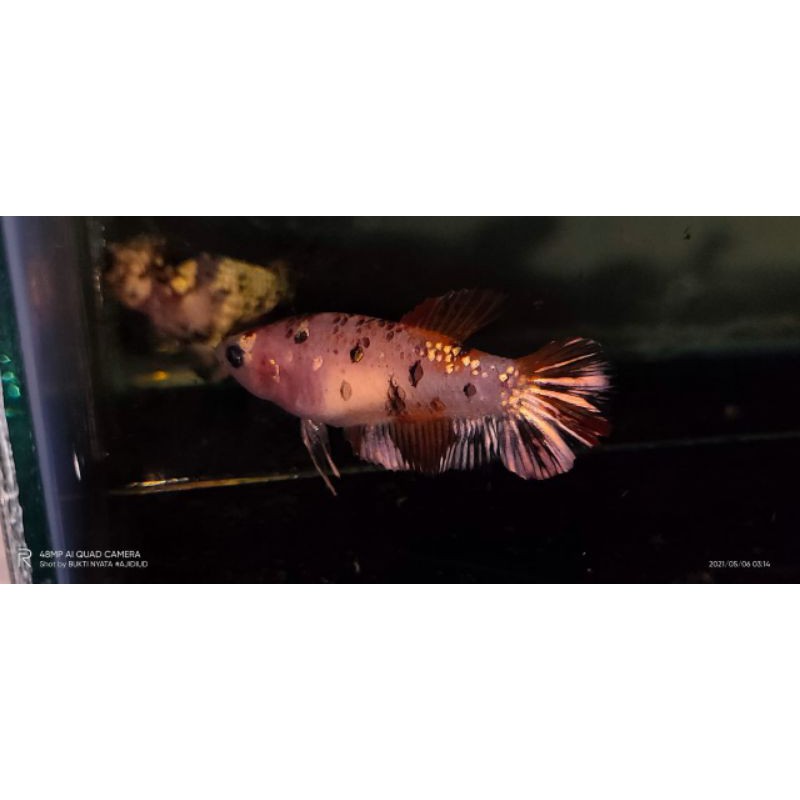 female nemo copper gold