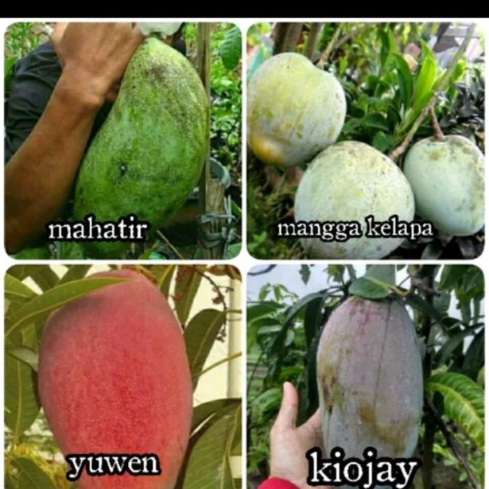 Paket 4 Bibit Buah Mangga/paket 4 biji pohon mangga