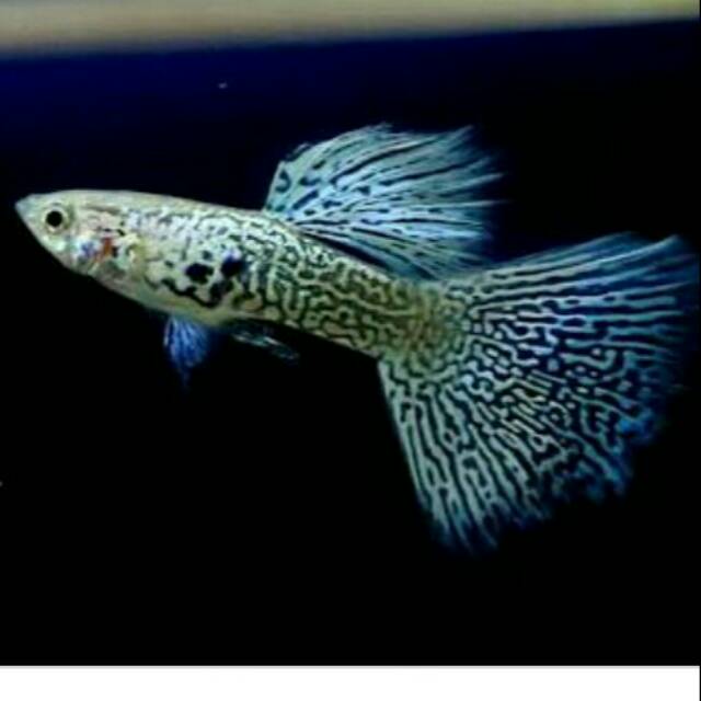Ikan Hias Aquascape Murah Guppy Blue Lace