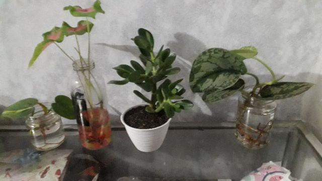 Tanaman Hias Scindapsus Exotica -  Tanaman Hias Gantung