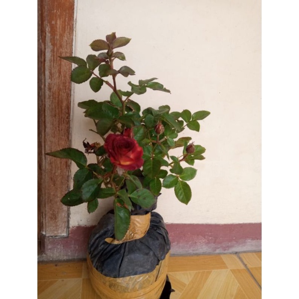 mawar import red chocolatos