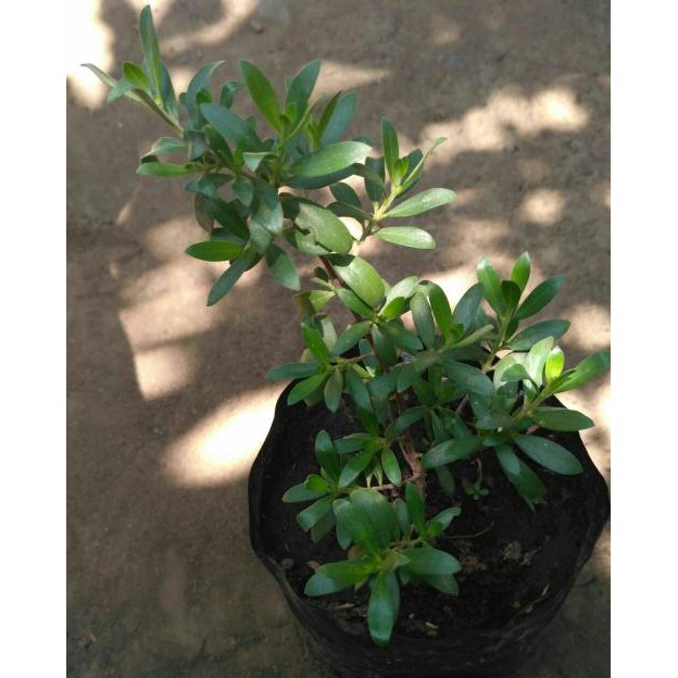 Bibit Tanaman Kayu Stigi / Santigi (buat hiasan & tasbeh) *_$