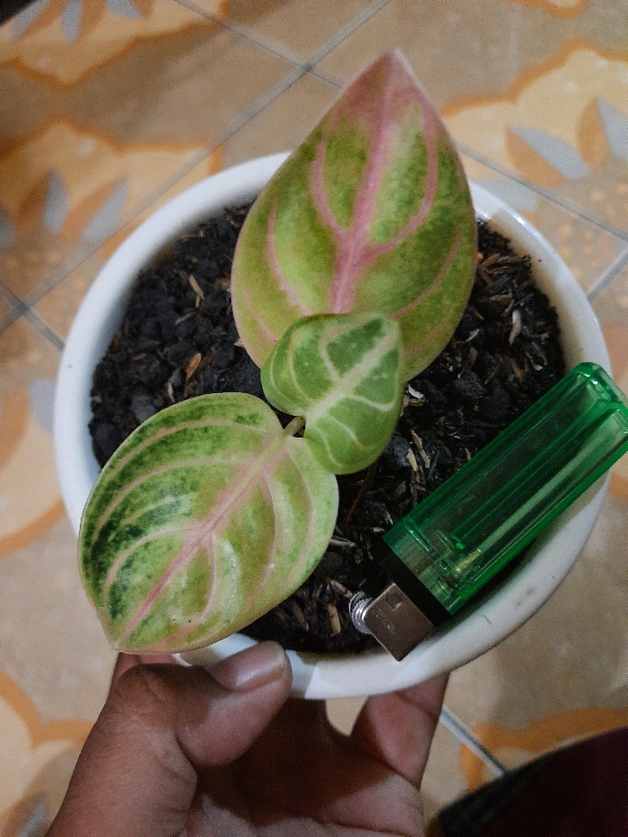 Adenium Grafting royan Empress