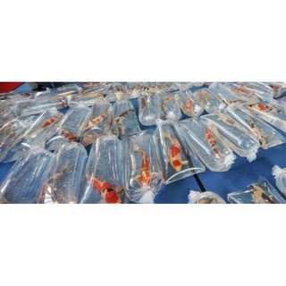 Plastik packing ikan tebal 0.8 MURAH