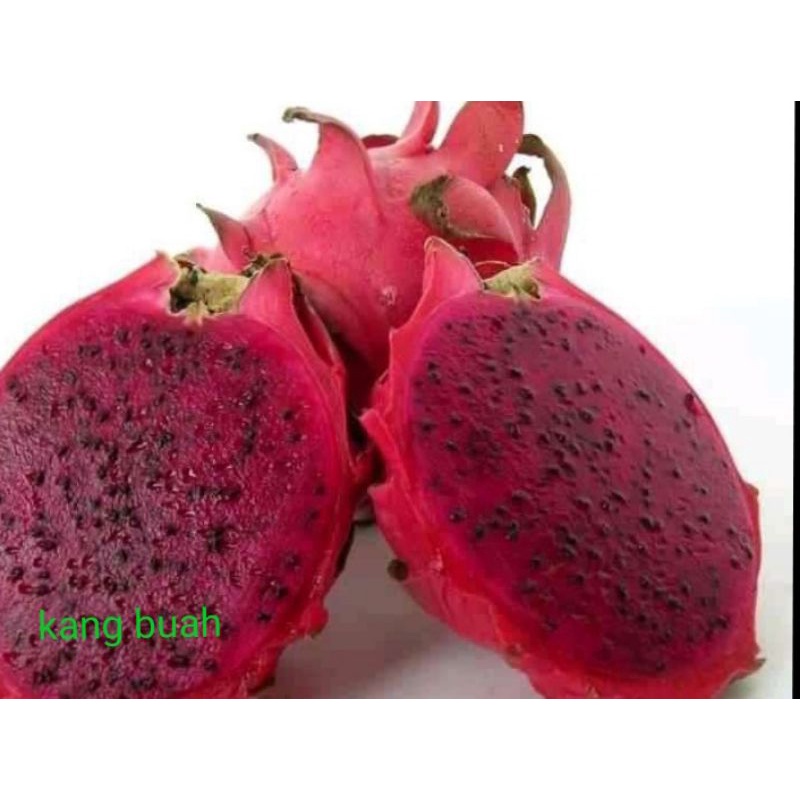 

buah naga merah/fress/1 kg= isi 2-3 opsional
