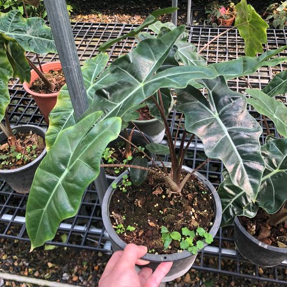 tanaman hias alocasia sanderiana