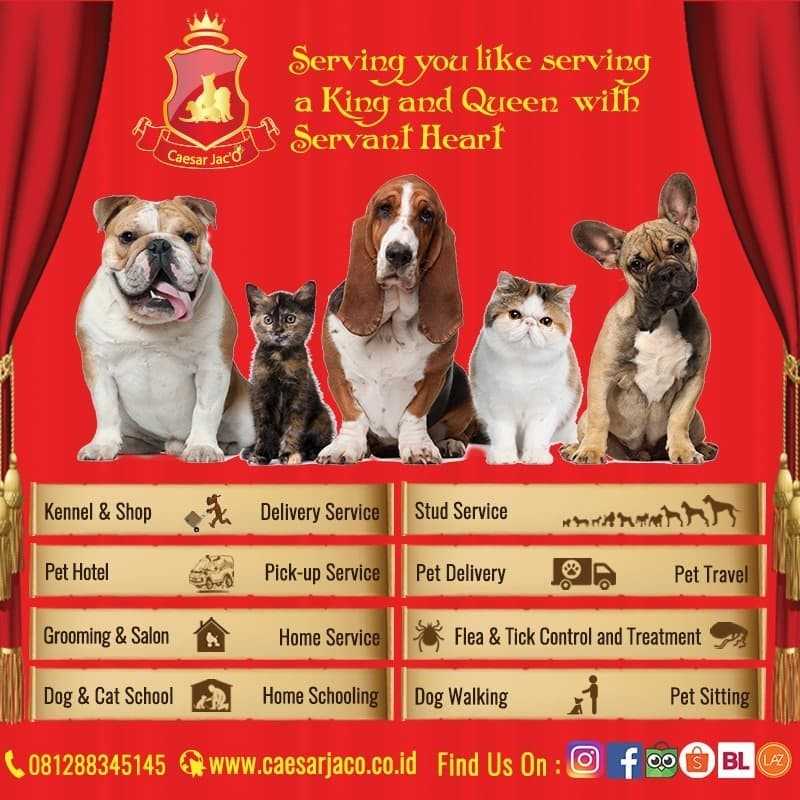 Cuci Gudang PROMO Serokan / Sekop / Scoop Pasir Hewan Kucing Kelinci Anjing