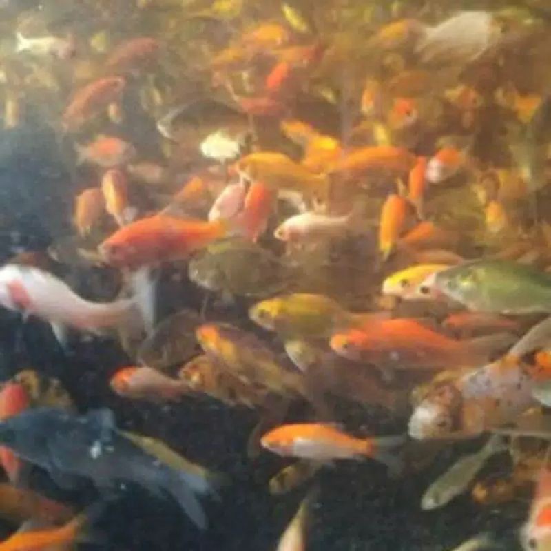 isi 100 ekor bibit ikan mas untuk umpan predator/alligator khusus gojek