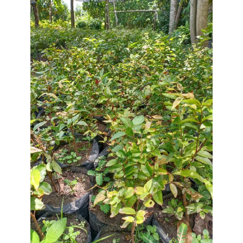 

Anggur Brazil Sabara