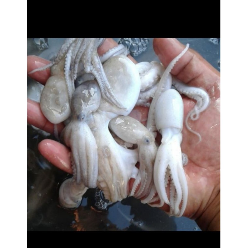 Baby octopus/Gurita segar fresh - 1 kilogram