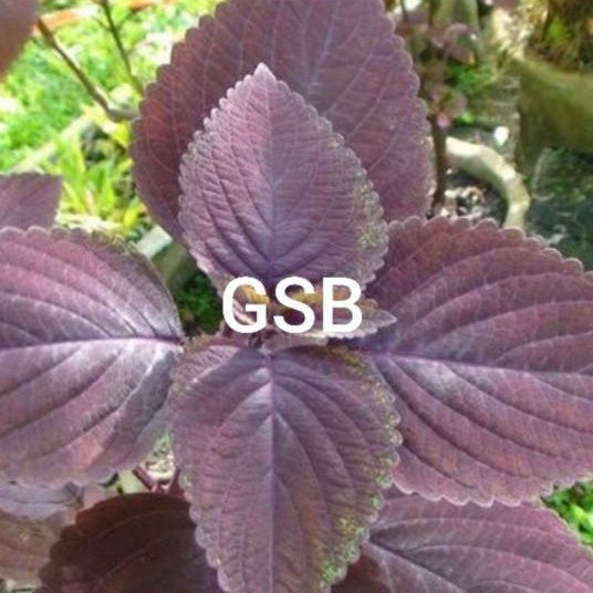 

Jual daun iler daun jawer kotok segar 1 kg