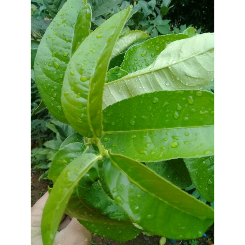 

Daun jeruk duri atau jeruk bali segar 300gram