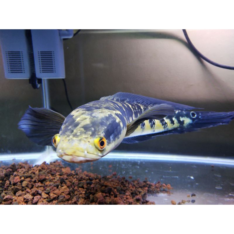 channa maru yellow 20/23cm