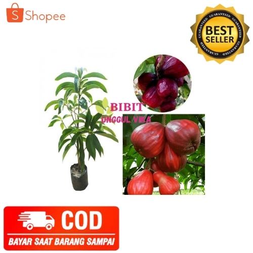 (COD) BIBIT JAMBU JAMAIKA TANAMAN POHON JAMBU JAMAIKA