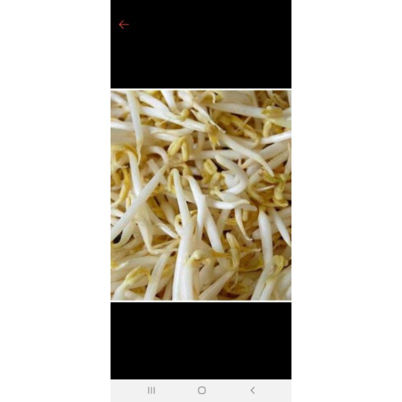 

Toge 250