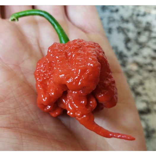 BENIH/ BIJI/ BIBIT CAROLINA REAPER PEPPER