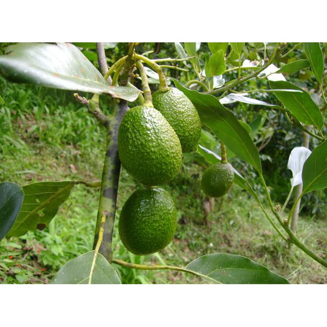 Asli Bibit Tanaman Buah Alpukat Hass Australia Free Onhkir